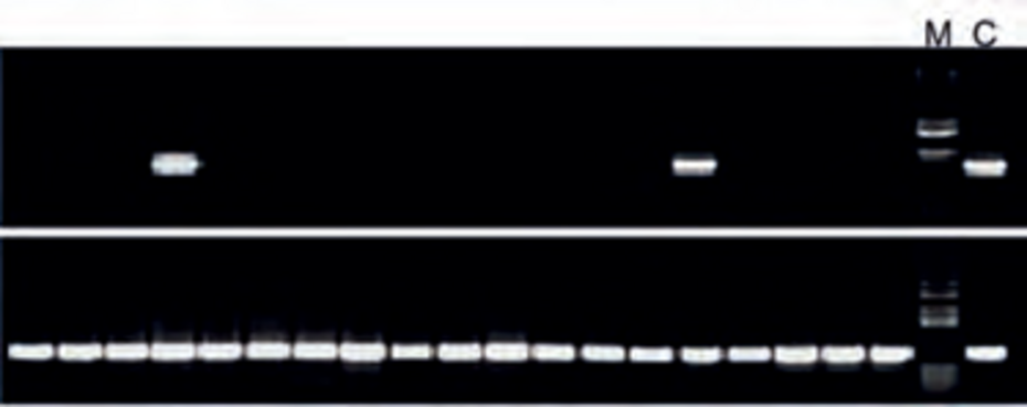 Gel electrophoresis of products from PCR of DNA from 19 difficult samples.Only two samples of DNA purified with established methods (upper row) can be amplified. All DNA samples purified with novel methods can be amplified (lower row). Gel electrophoresis of products from PCR of DNA from 19 difficult samples.Only two samples of DNA purified with established methods (upper row) can be amplified. All DNA samples purified with novel methods can be amplified (lower row).