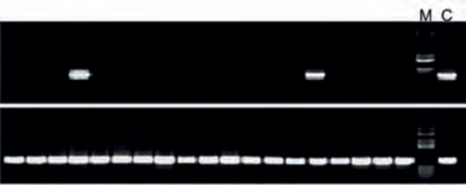 Gel electrophoresis of products from PCR of DNA from 19 difficult samples.Only two samples of DNA purified with established methods (upper row) can be amplified. All DNA samples purified with novel methods can be amplified (lower row).