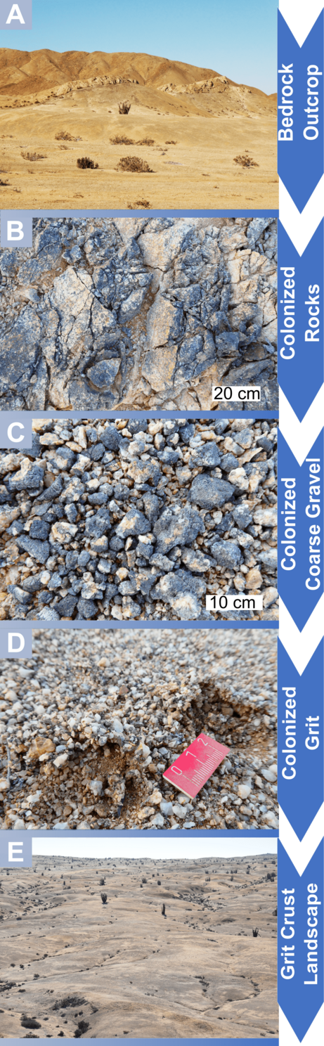 Verwitterungsszenario in der Atacama Wüste. Mikroorganismen wie Flechten und Algen besetzen ganze Felsstrukturen, die diese dann durch Verwitterungsprozesse zerkleinern. Auch diese kleineren Fragmente sind von diesen Mikroorganismen besetzt und werden weiter verwittert bis die Grit Crust – also 6mm große Steinchen von den Flechten und Algen besetzt – überall den Boden großflächig besetzt. Als Konsequenz lagern sich Feine Partikel weiter ab, wodurch Bodenbildung in der Landschaft stattfindet.