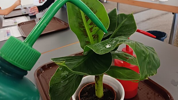 Lotus-Effekt: Was sich Technik aus der Natur abschaut - Blattoberfläche der Bananenpflanze ist wasserabweisend