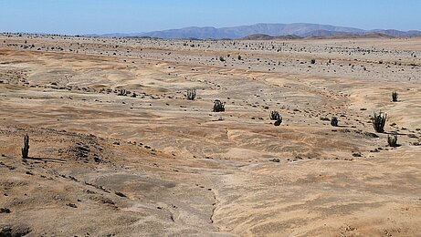 Küstennahe Landschaft der Atacama Wüste im Nationalpark Pan de Azucar. Die dunklen Flecken auf dem Boden entstehen durch den Bewuchs von Flechten, Cyanobakterien und Mikropilzen der quartzhaltigen Grit Steinchen, welche zusammen die Grit Crust bilden (Foto: Patrick Jung)