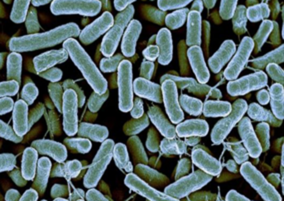 Individual bacteria produce andSecrete metabolites or wall compo-nents that interact with the ENS Individual bacteria produce andSecrete metabolites or wall compo-nents that interact with the ENS