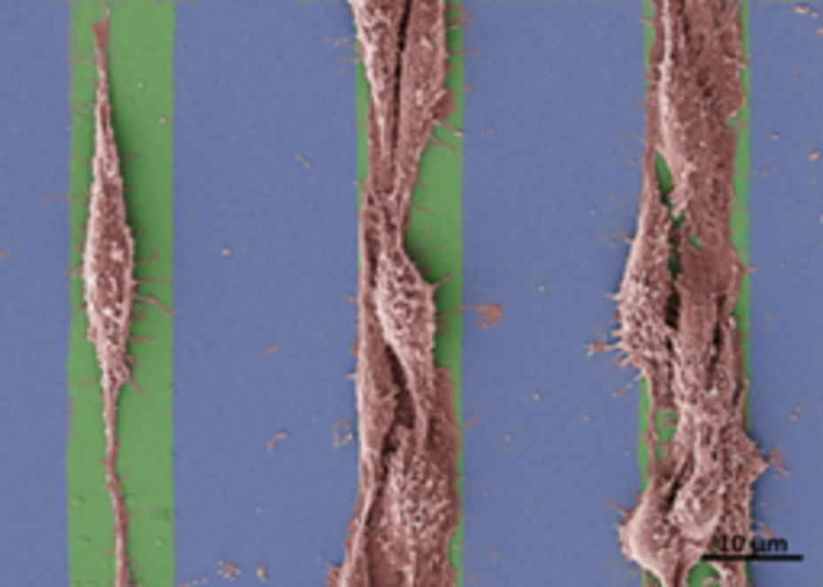 Alignment of HEK293 cells on graphene structures.