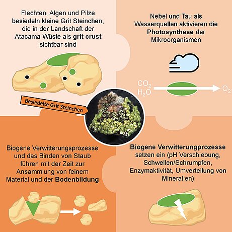 Bodenbildung aus der Grit Crust Bodenbildung aus der Grit Crust